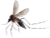 mosquito