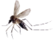 mosquito