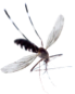 mosquito