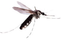 mosquito